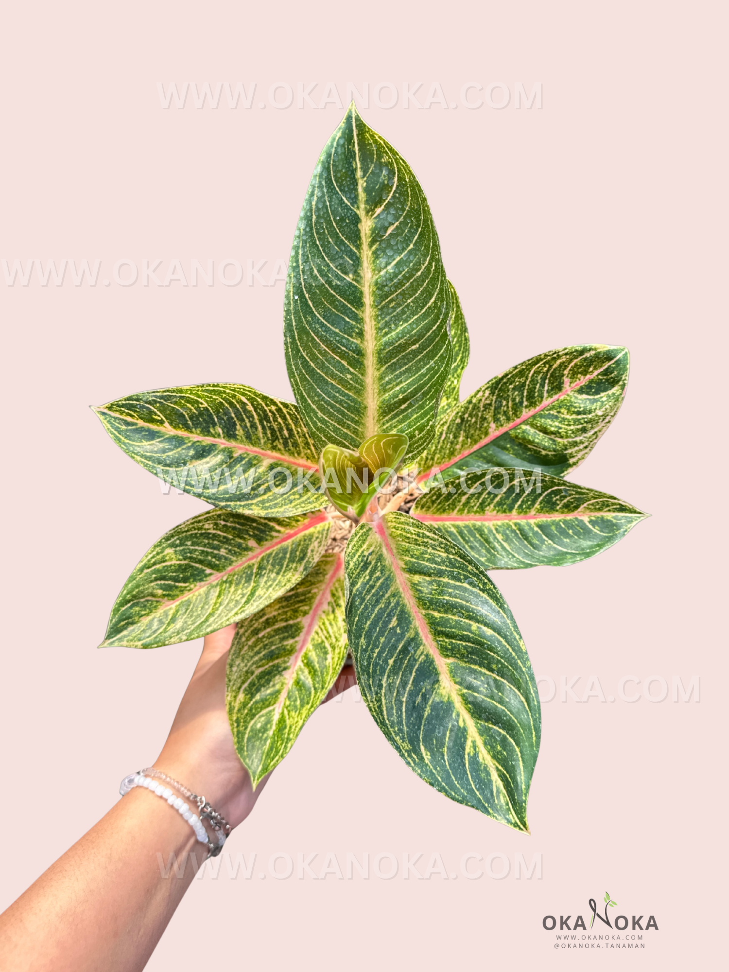 Close-up view of Aglaonema Lisa foliage with dark green leaves and prominent pink veins on light background.