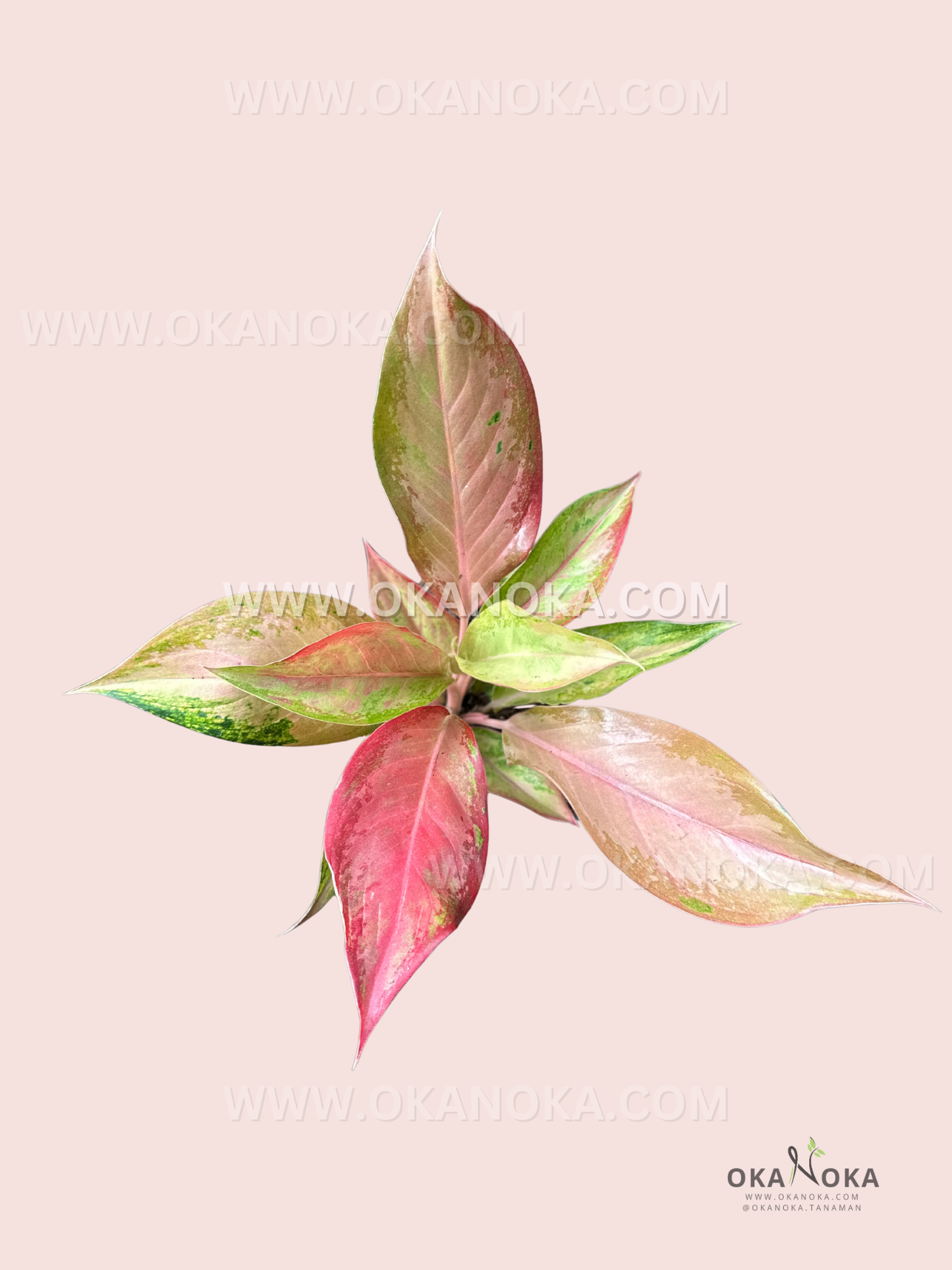Top view of Aglaonema Maneratana showing variegated pink, green, and cream foliage.