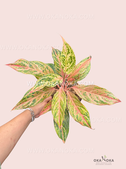 Aglaonema Miss Thailand live plant with vibrant green leaves and pink variegation held in hand against a soft pink background, perfect for indoor décor