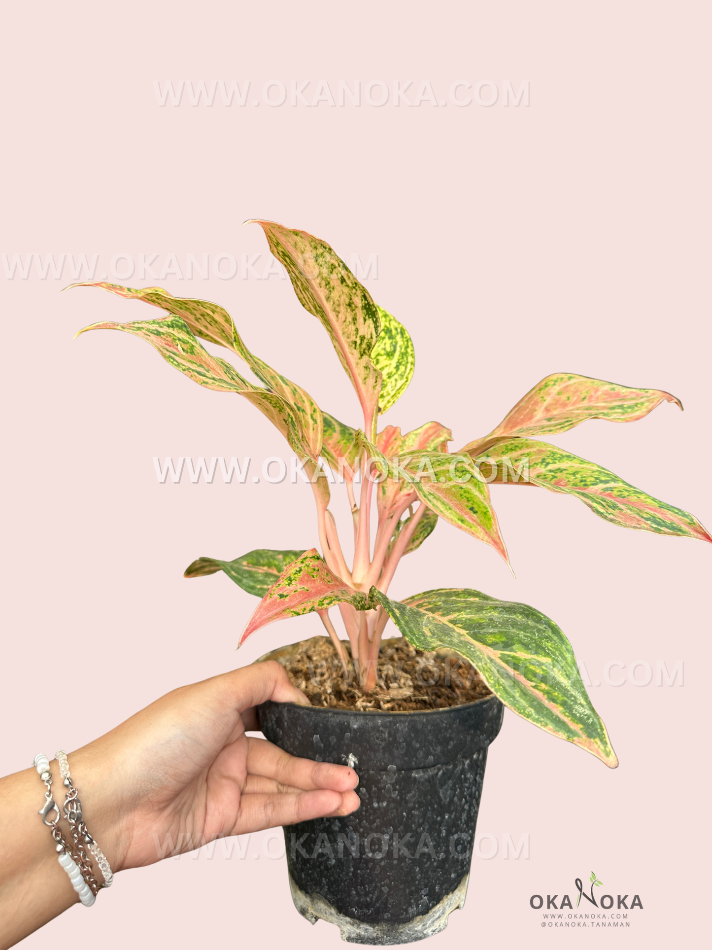 Side view of Aglaonema Miss Thailand showing vibrant variegated leaves in pot.
