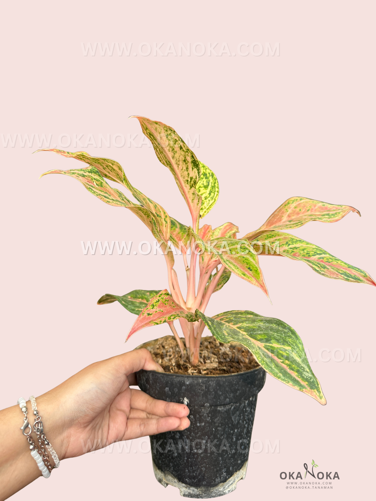 Side view of Aglaonema Miss Thailand showing vibrant variegated leaves in pot.