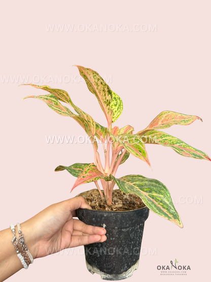 Side view of Aglaonema Miss Thailand showing vibrant variegated leaves in pot.
