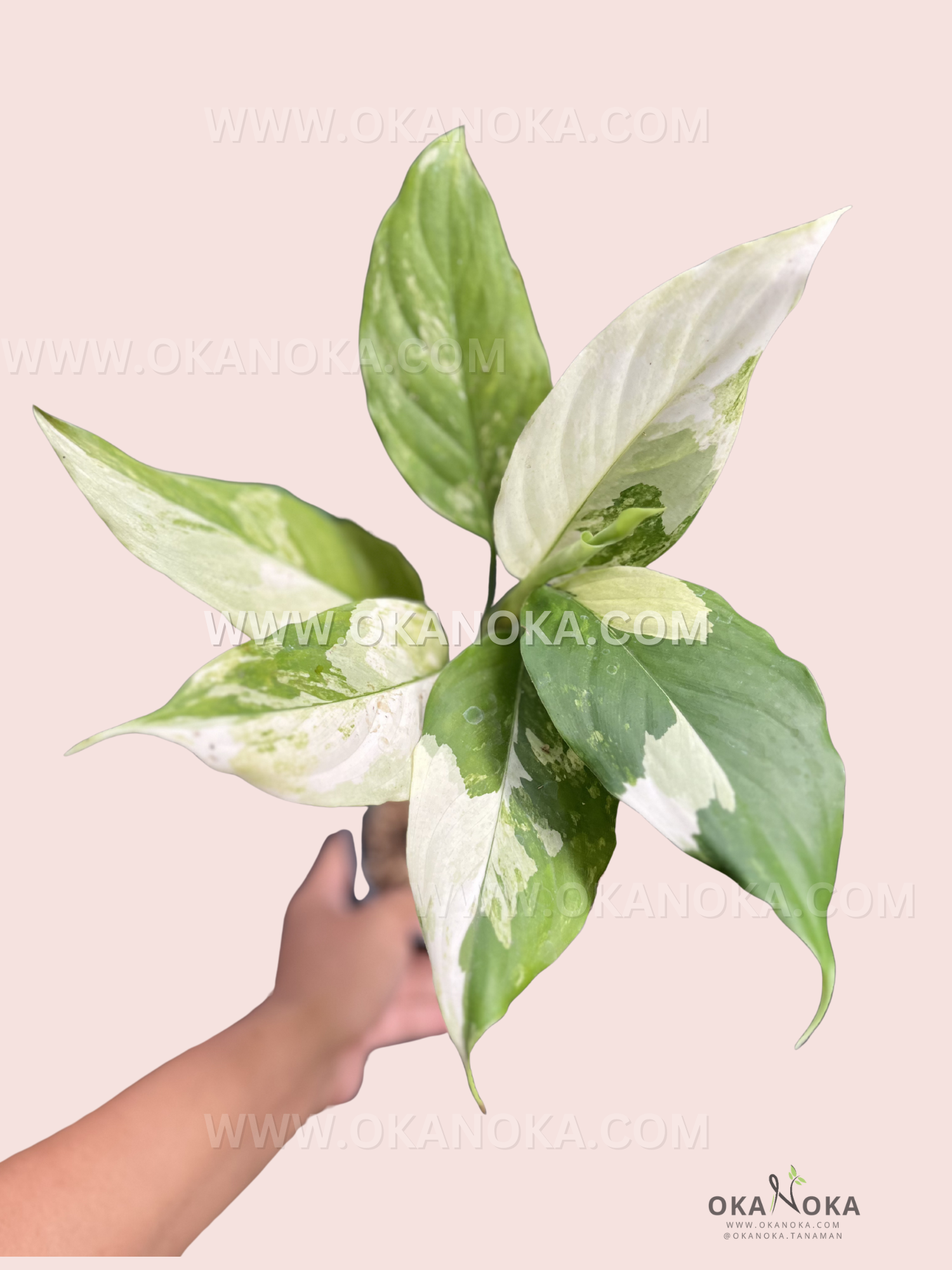 Close-up of Aglaonema Modestum Split Milk Variegated showing vibrant green and white variegated leaves held in hand against a pastel background.