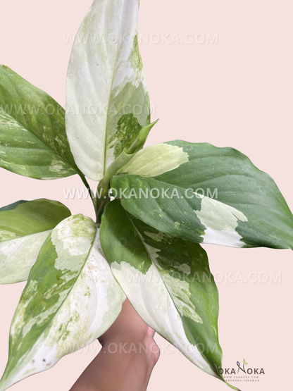 Hand holding Aglaonema Modestum Split Milk Variegated displaying vibrant variegated leaves.