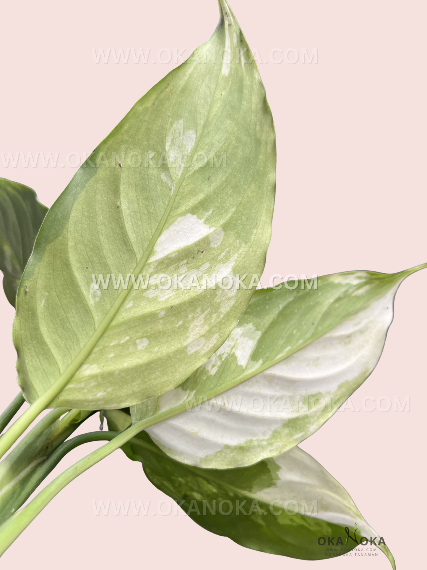 Detailed shot of Aglaonema Modestum Split Milk Variegated new leaf sprouting with variegated tones