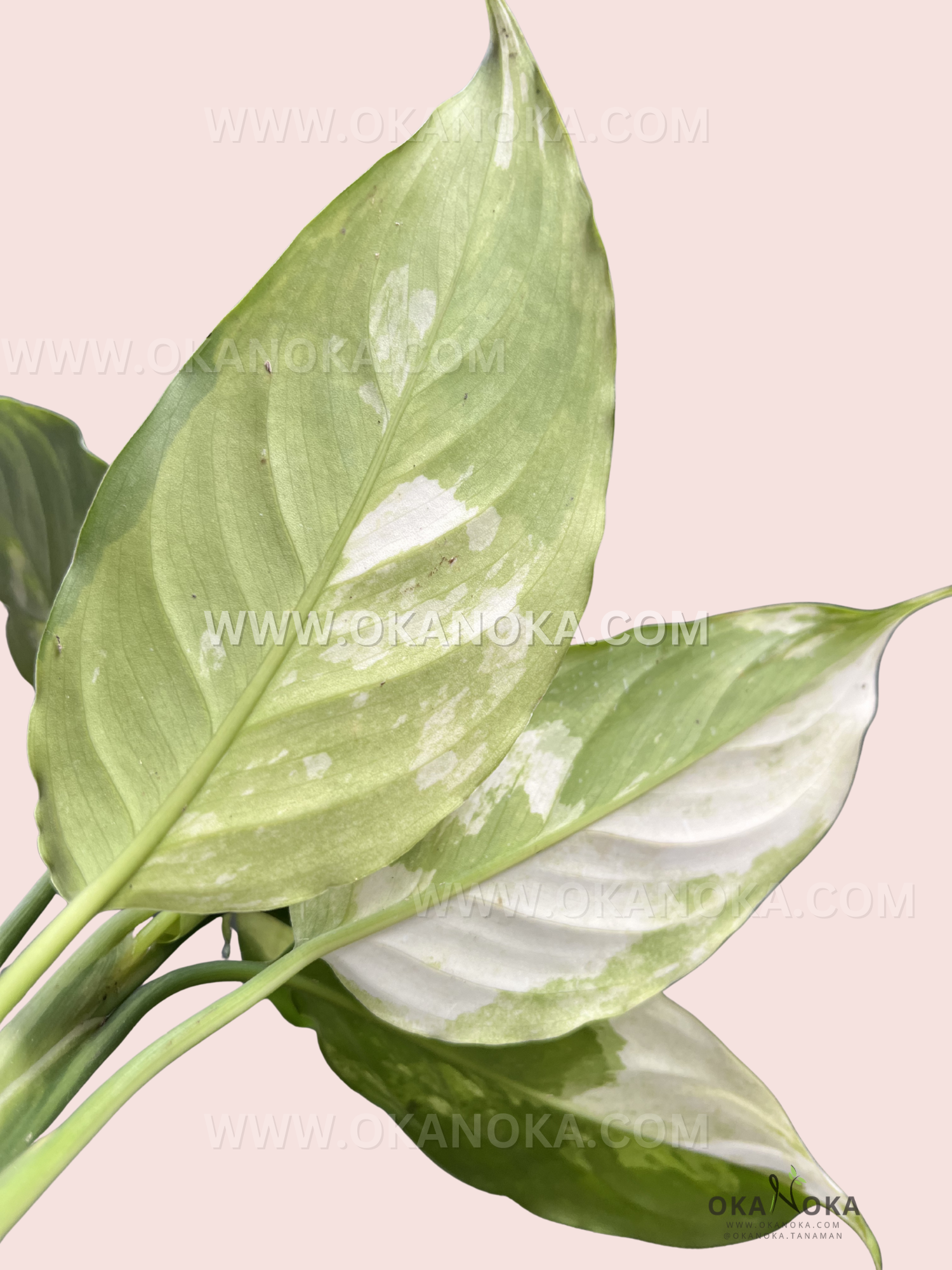 Detailed shot of Aglaonema Modestum Split Milk Variegated new leaf sprouting with variegated tones