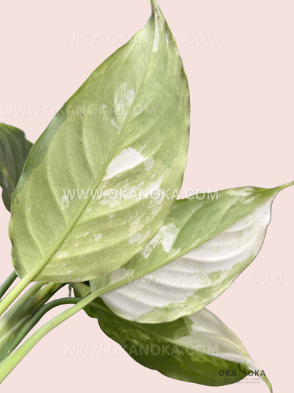 Detailed shot of Aglaonema Modestum Split Milk Variegated new leaf sprouting with variegated tones