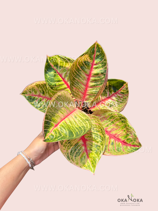 Close-up of Aglaonema Moonlight silvery-green leaves held in hand, showcasing texture and color