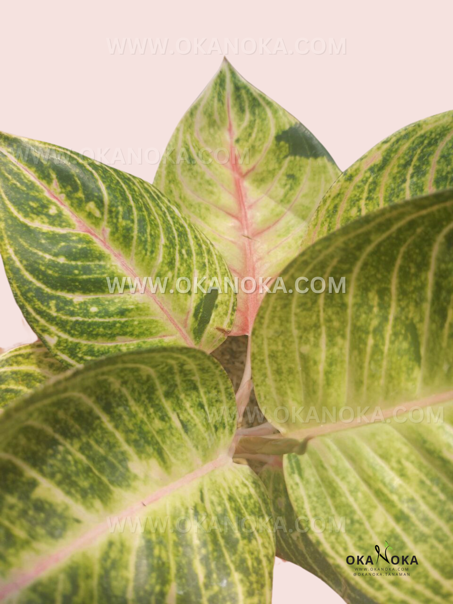 Close-up of Aglaonema Moonlight leaves showing silver and green variegation.