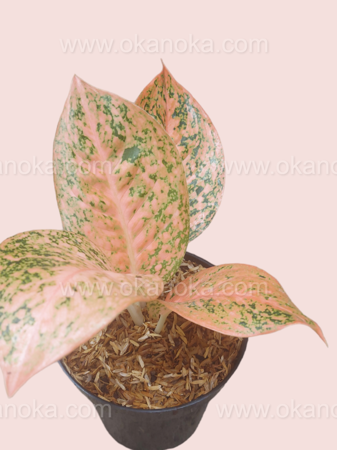 Aglaonema Orange Stardust full plant view in a pot, highlighting colorful foliage.