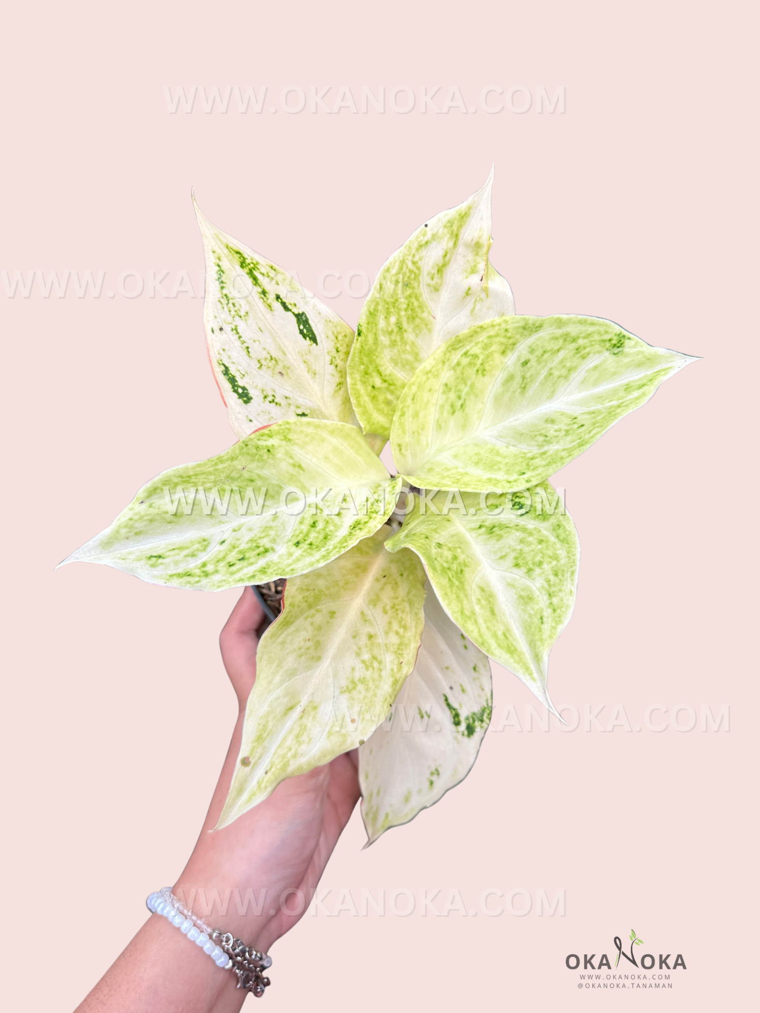Aglaonema Permaisuri live plant with variegated green and cream leaves held in hand against soft pink background, showcasing leaf pattern and vibrant foliage