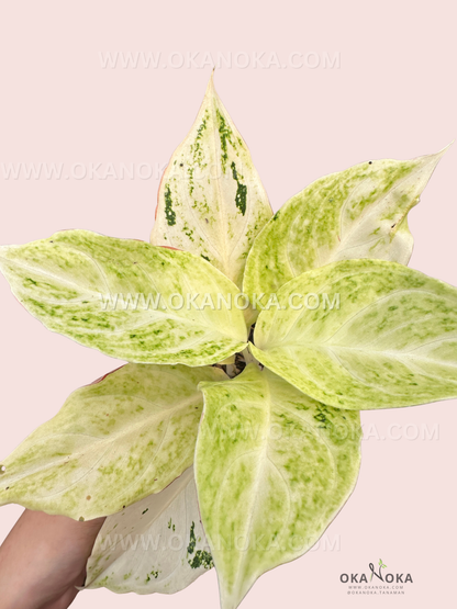 Close-up of Aglaonema Permaisuri showing creamy white and green variegated leaves