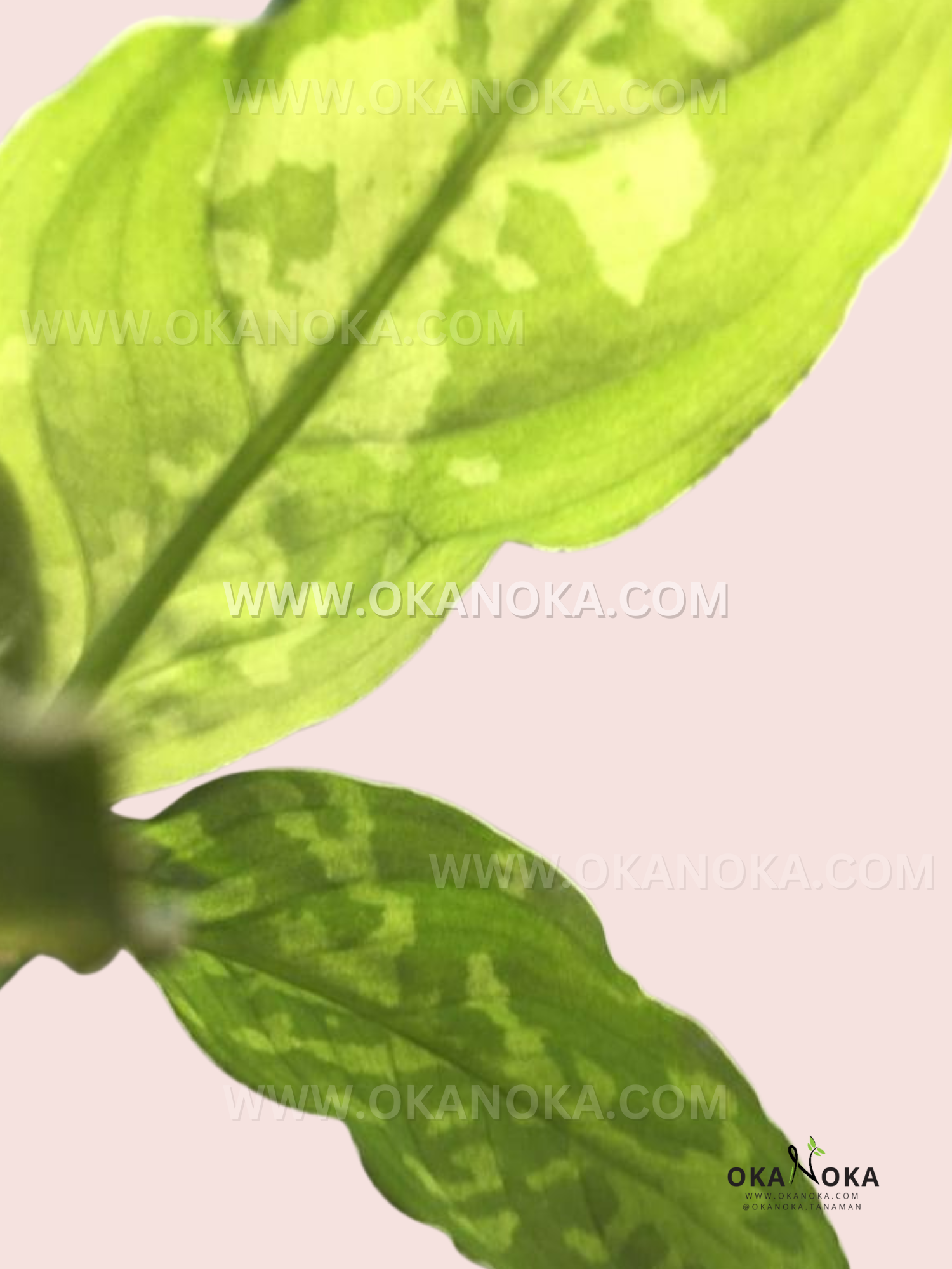 Side view of Aglaonema Pictum Tricolor showing stems and variegated leaves, highlighting its tropical foliage.