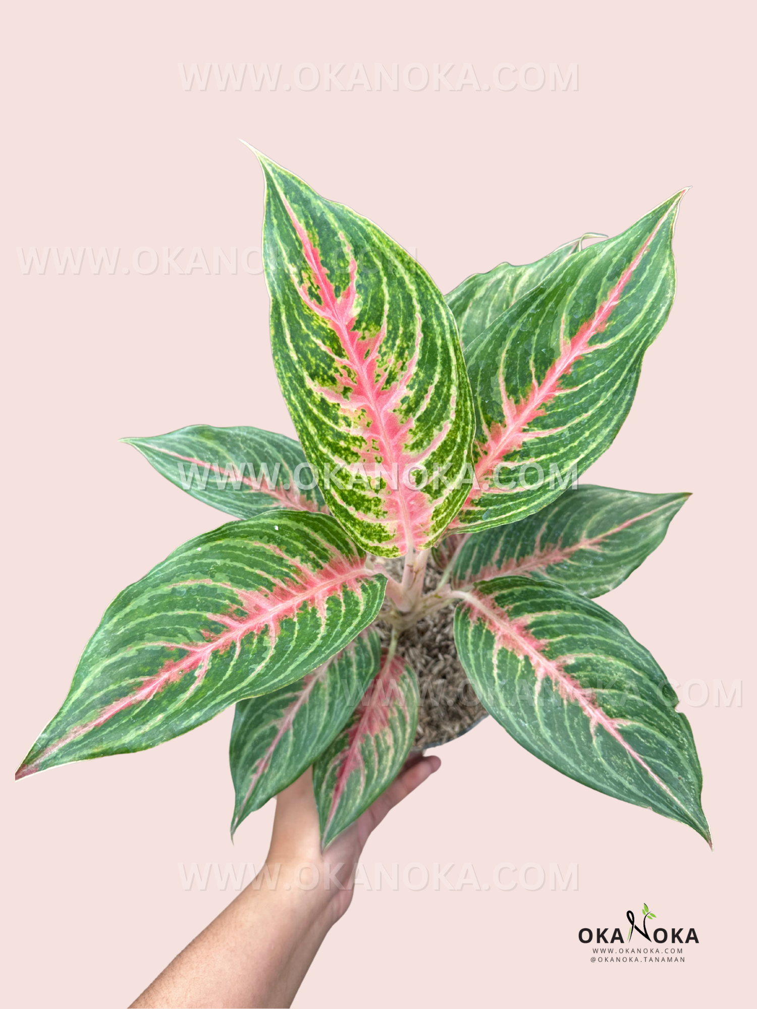 A full view of Aglaonema Pink Beauty in hand, displaying its striking mix of deep green leaves with vibrant pink accents in a balanced rosette shape.