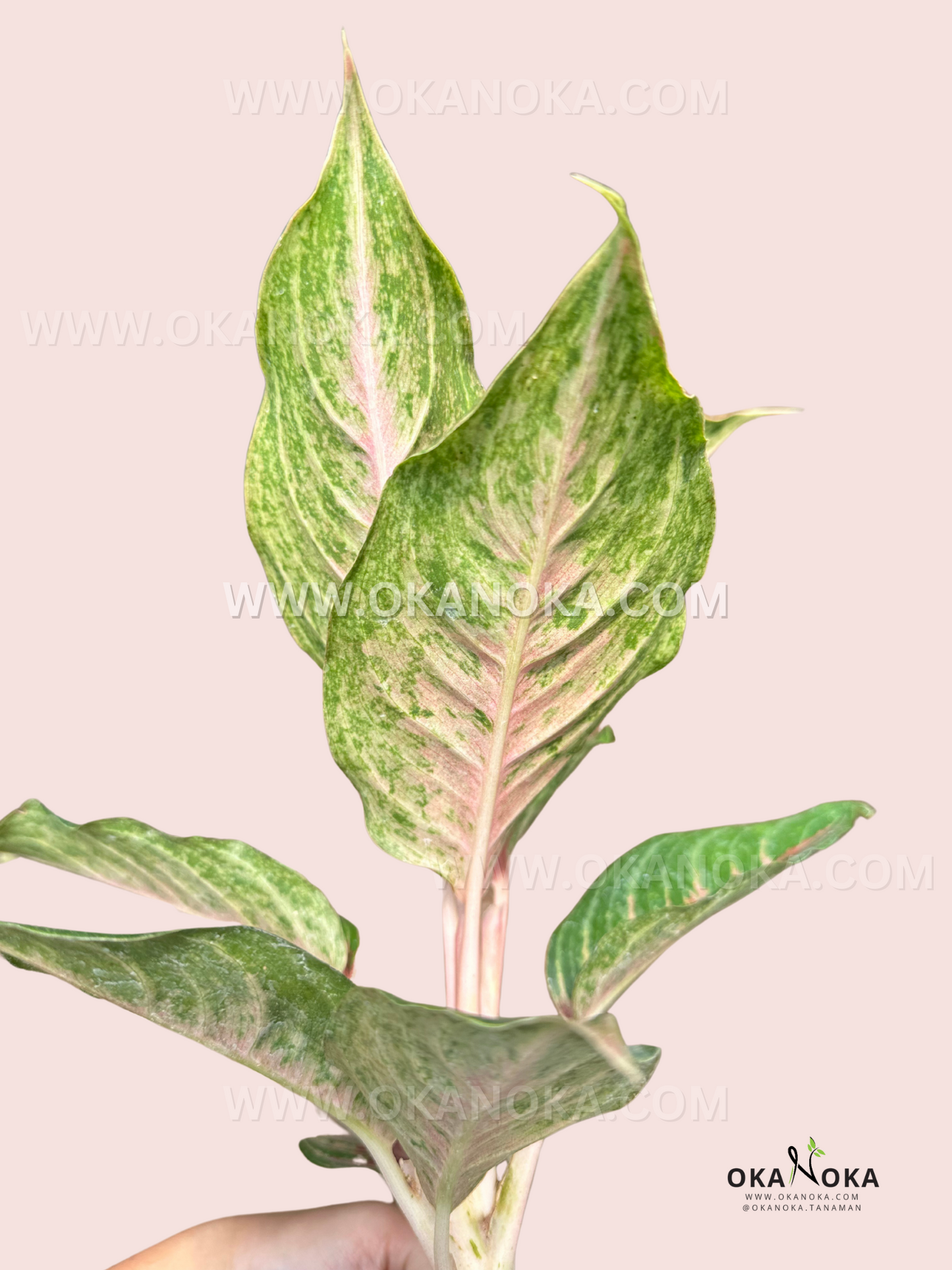 A hand holding Aglaonema Pink Beauty, highlighting its elongated leaves with soft pink speckles and marbled green patterns.