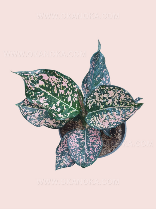 Full Aglaonema Pink Dalmatian plant in a black pot with vibrant pink-spotted leaves.