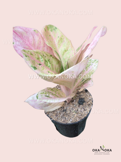 Side view of Aglaonema Pink Emerald showing full leaf structure and color patterns