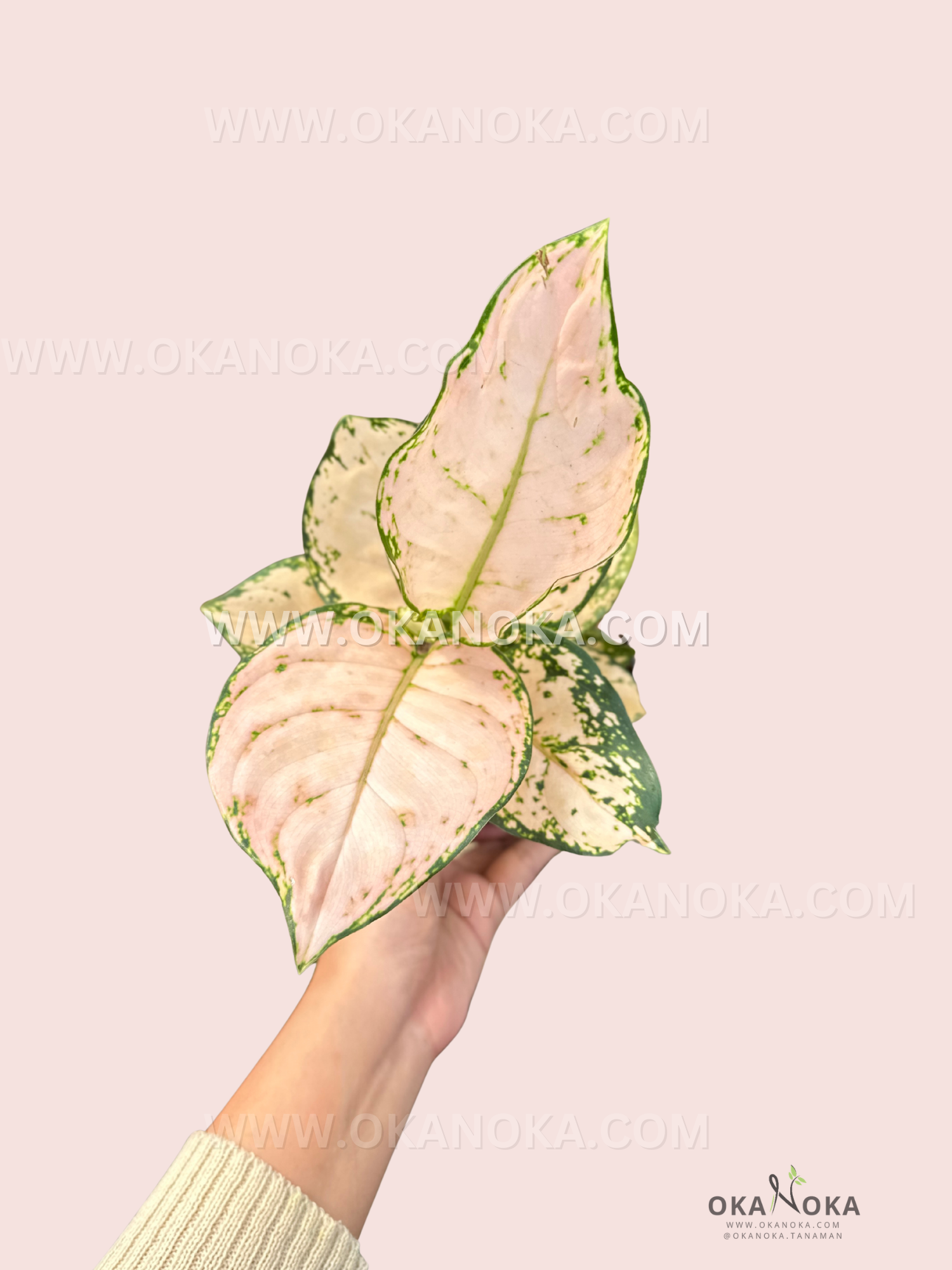 Top view of Aglaonema Pink Sofia showing soft pink variegated leaves with green speckles.
