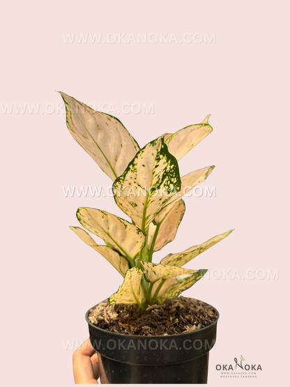 Full view of Aglaonema Pink Sofia in hand, displaying lush pink and green variegated foliage.