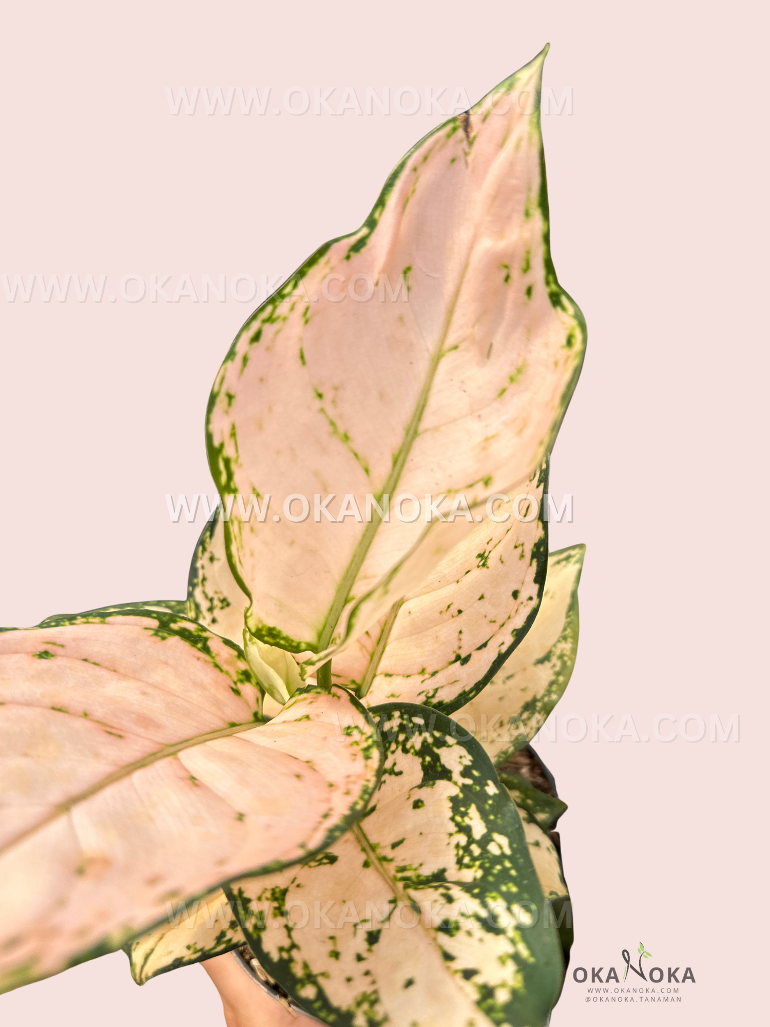 Aglaonema Pink Sofia leaves from an angled perspective, showing glossy pink leaves with green accents.