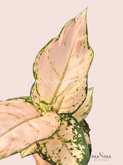 Aglaonema Pink Sofia leaves from an angled perspective, showing glossy pink leaves with green accents.