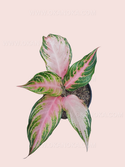 Top view of Aglaonema Pink Sunset displaying colorful pink, creamy white, and green variegated foliage in a black nursery pot.
