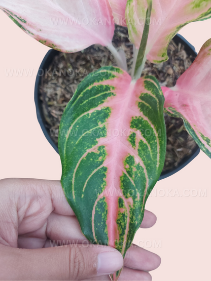 Close-up of Aglaonema Pink Sunset leaf showing bright pink center with green margins and detailed variegation on a live tropical plant.