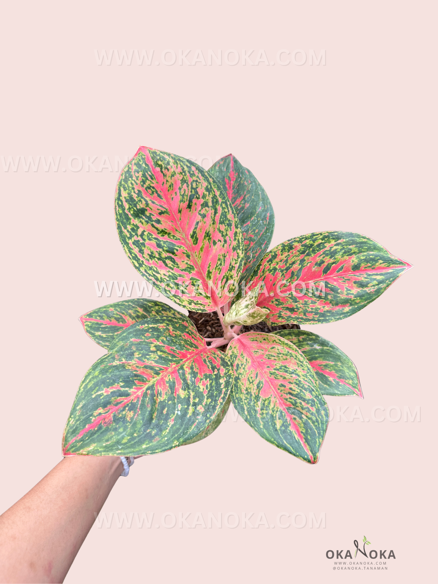 Aglaonema Ratu Shima tropical plant with green and pink patterned leaves, potted plant held in hand, pastel pink background.
