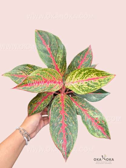 Hand holding a potted Aglaonema Red Anita plant with green leaves accented by striking red veins, ideal for indoor decoration.