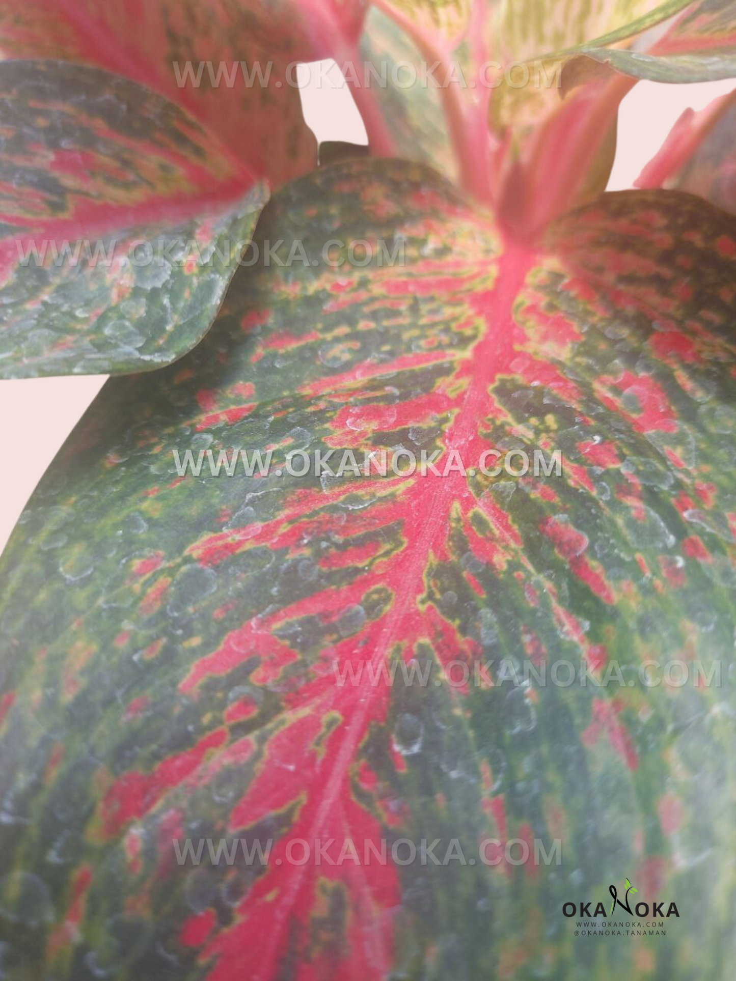 Close-up of Aglaonema Red Anita leaf showing vivid red midrib, intricate red patterns, and contrasting green foliage texture.