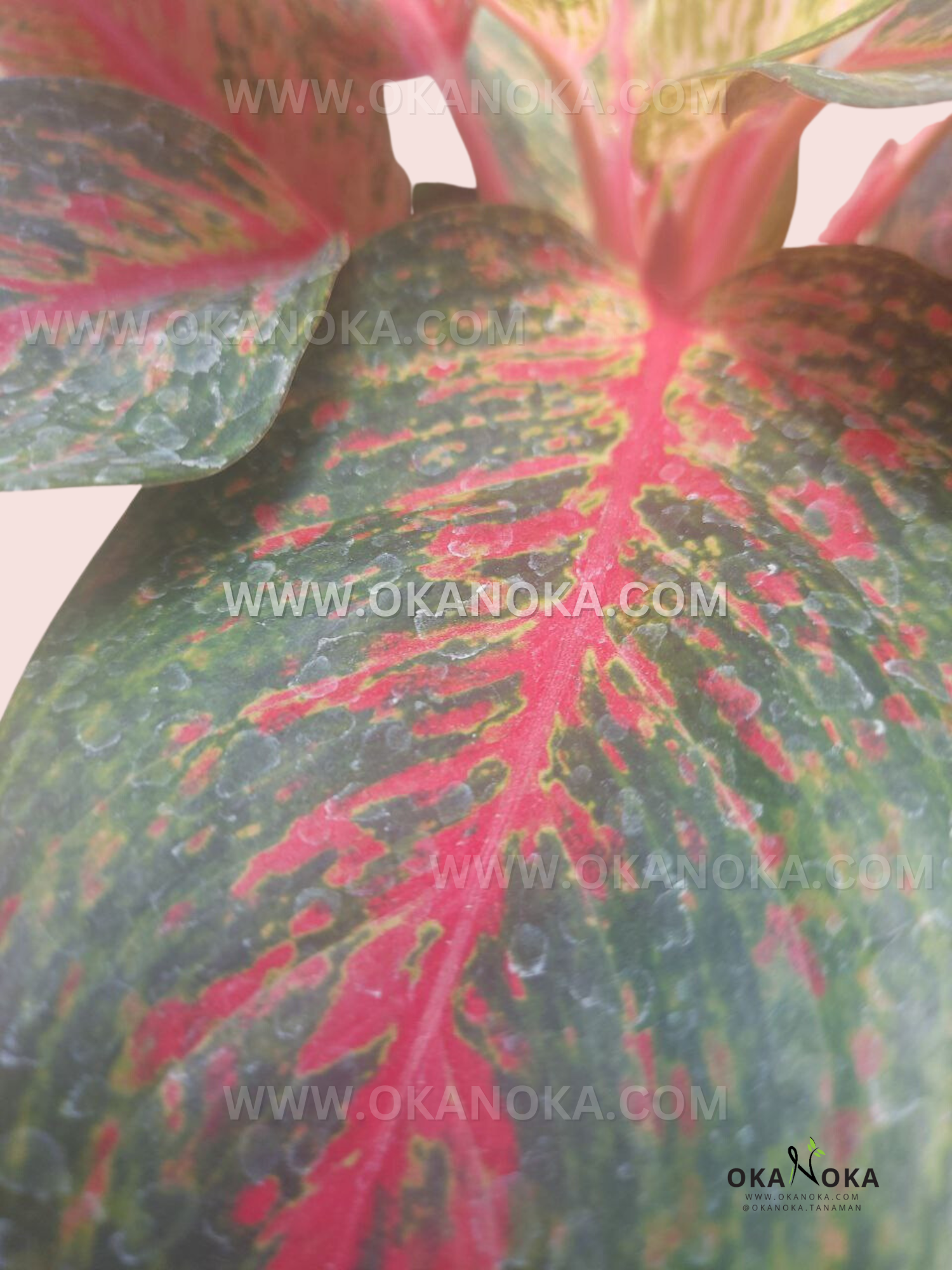 Close-up of Aglaonema Red Anita leaf showing vivid red midrib, intricate red patterns, and contrasting green foliage texture.
