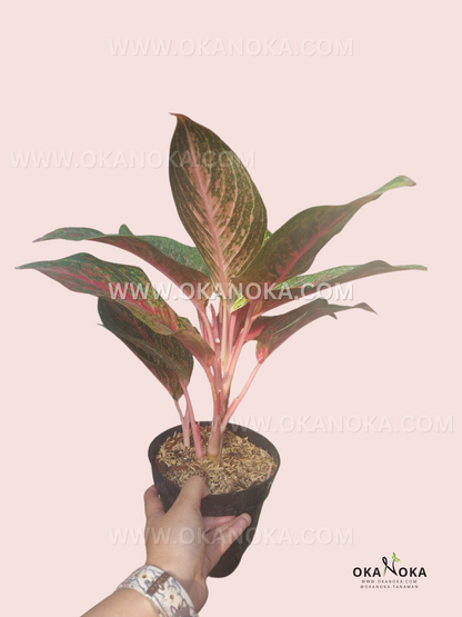 Aglaonema Red Anita live tropical plant with pink stems, red-veined leaves, and upright growth habit held in a nursery pot.