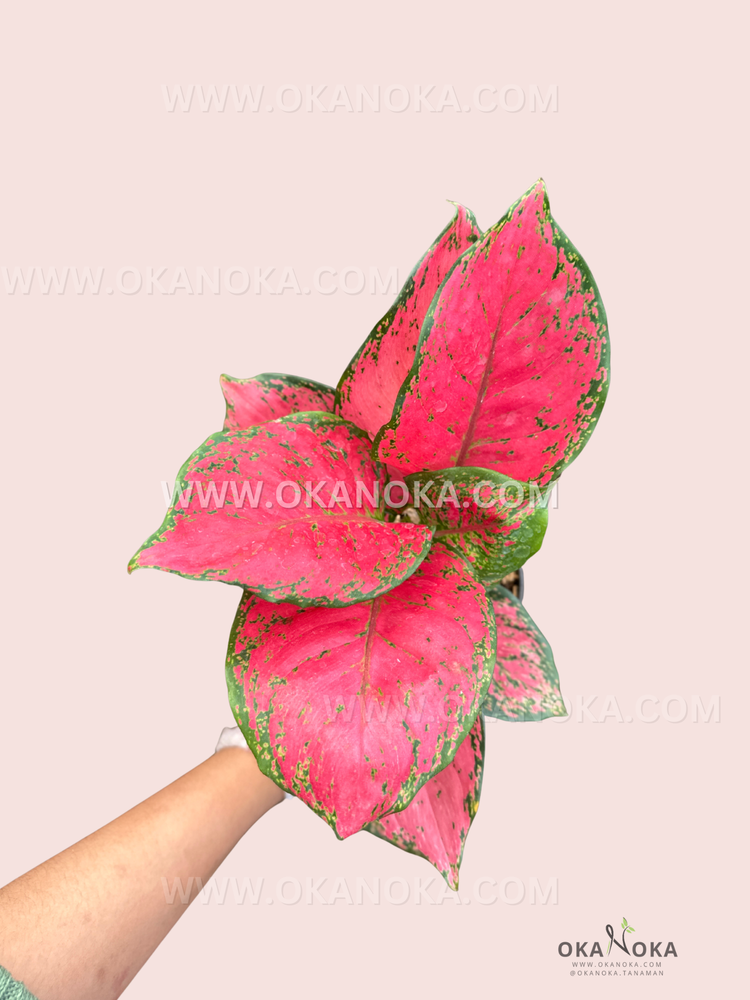 Close-up view of Aglaonema Red Catrina showing vibrant red leaves with green speckles, displayed in a black pot against a light pink background.
