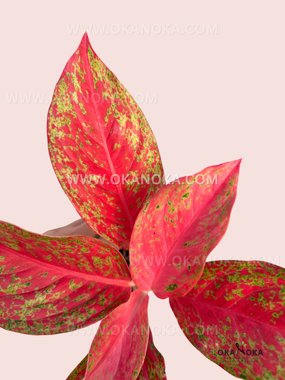 Detailed view of Aglaonema Red Moon showcasing bright crimson leaves with contrasting green speckles and symmetrical growth pattern.