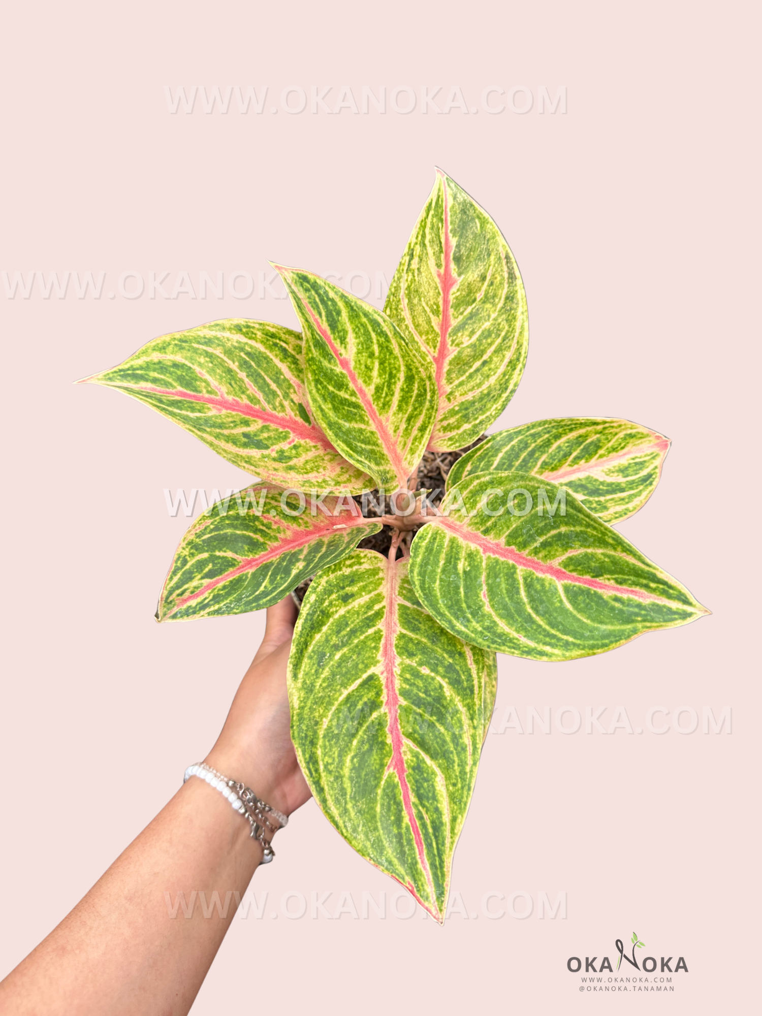 Top view of Aglaonema Red Panama showing deep green leaves with bold red veins, held in hand.