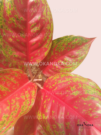 Close-up of Aglaonema Red Regency foliage showing bright red leaf surfaces with intricate green speckled patterns and glossy texture.