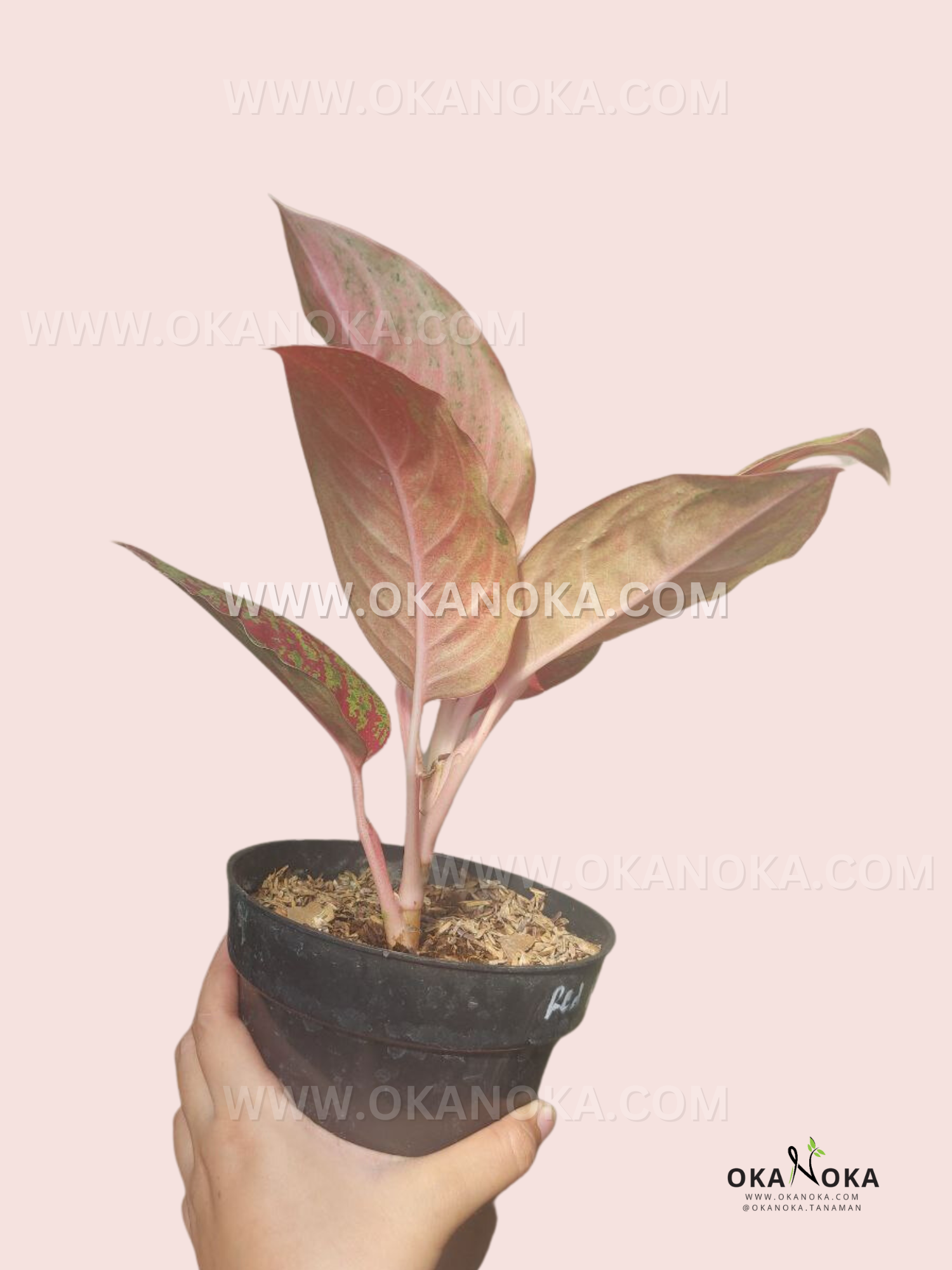 Side view of Aglaonema Red Regency live plant featuring soft pink leaf undersides, pale stems, and colorful tropical foliage in a nursery pot.