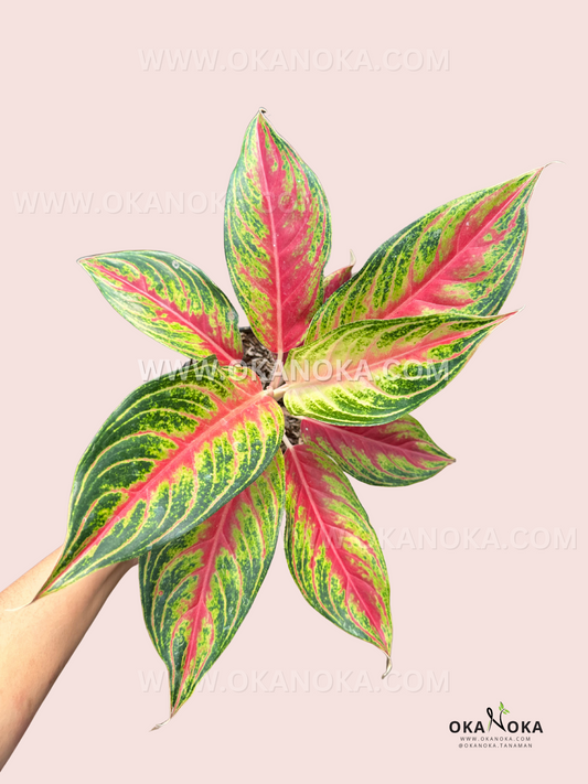 Top view of Aglaonema Red Sunset displaying striking pink-red centers, bright green patterns, and elegant lance-shaped leaves.