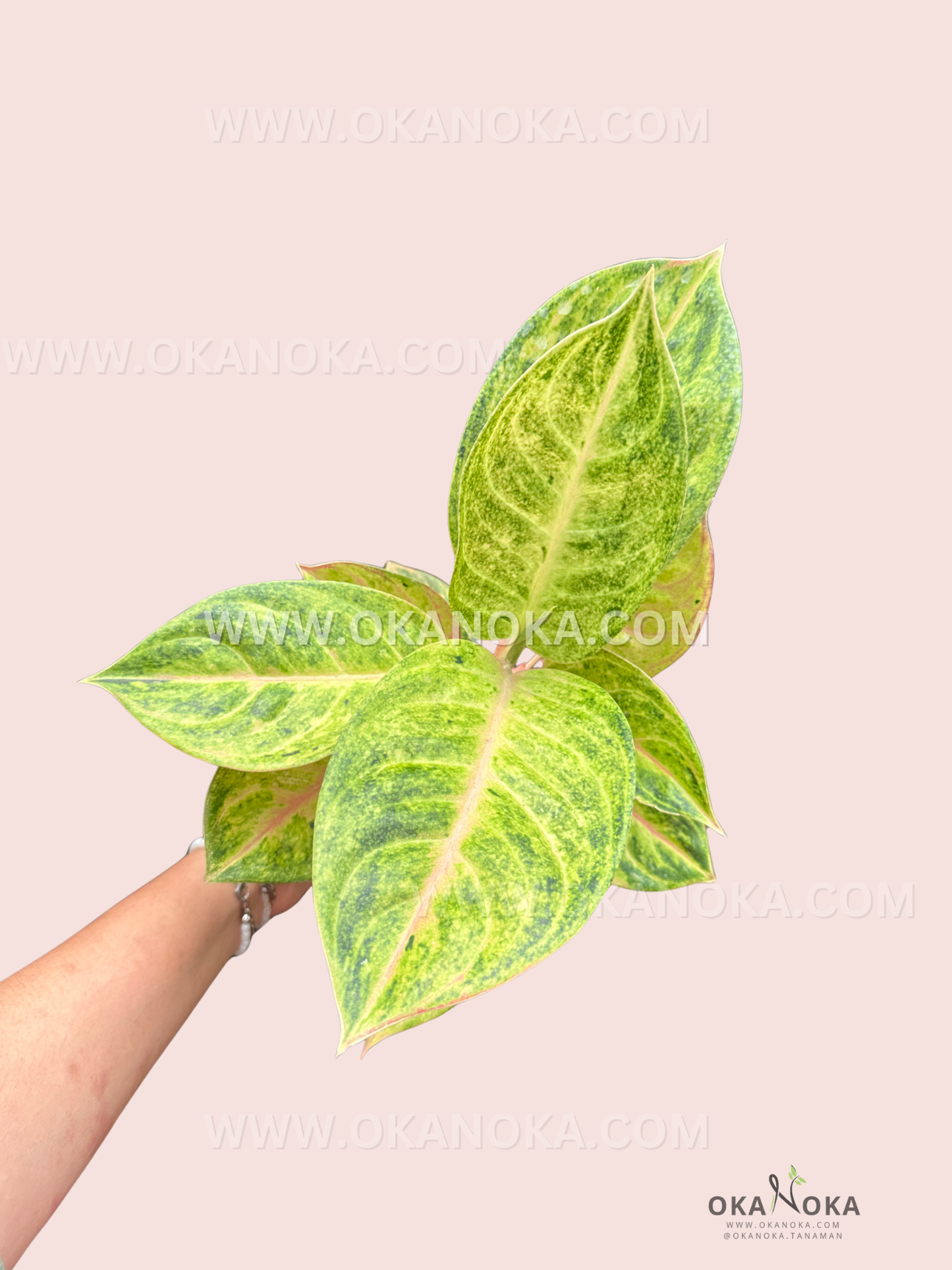 Top view of Aglaonema Rengganis highlighting its lush tropical foliage.