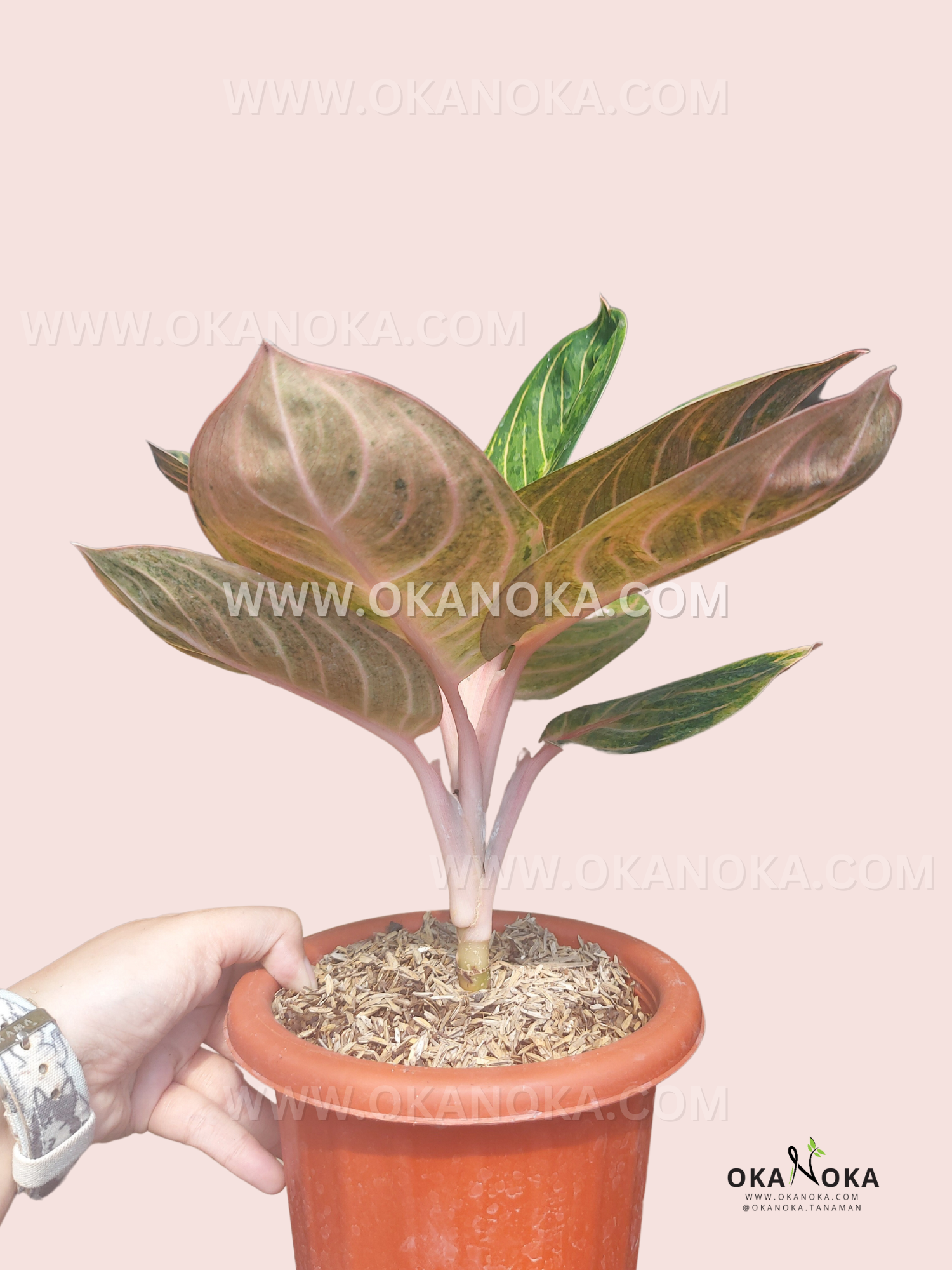 Side view of Aglaonema Rinjani showing pale pink stems, layered foliage, and elegant green variegated leaves in a nursery pot.