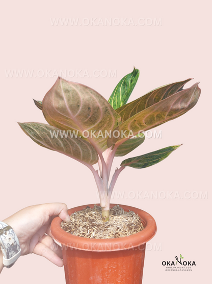 Side view of Aglaonema Rinjani showing pale pink stems, layered foliage, and elegant green variegated leaves in a nursery pot.