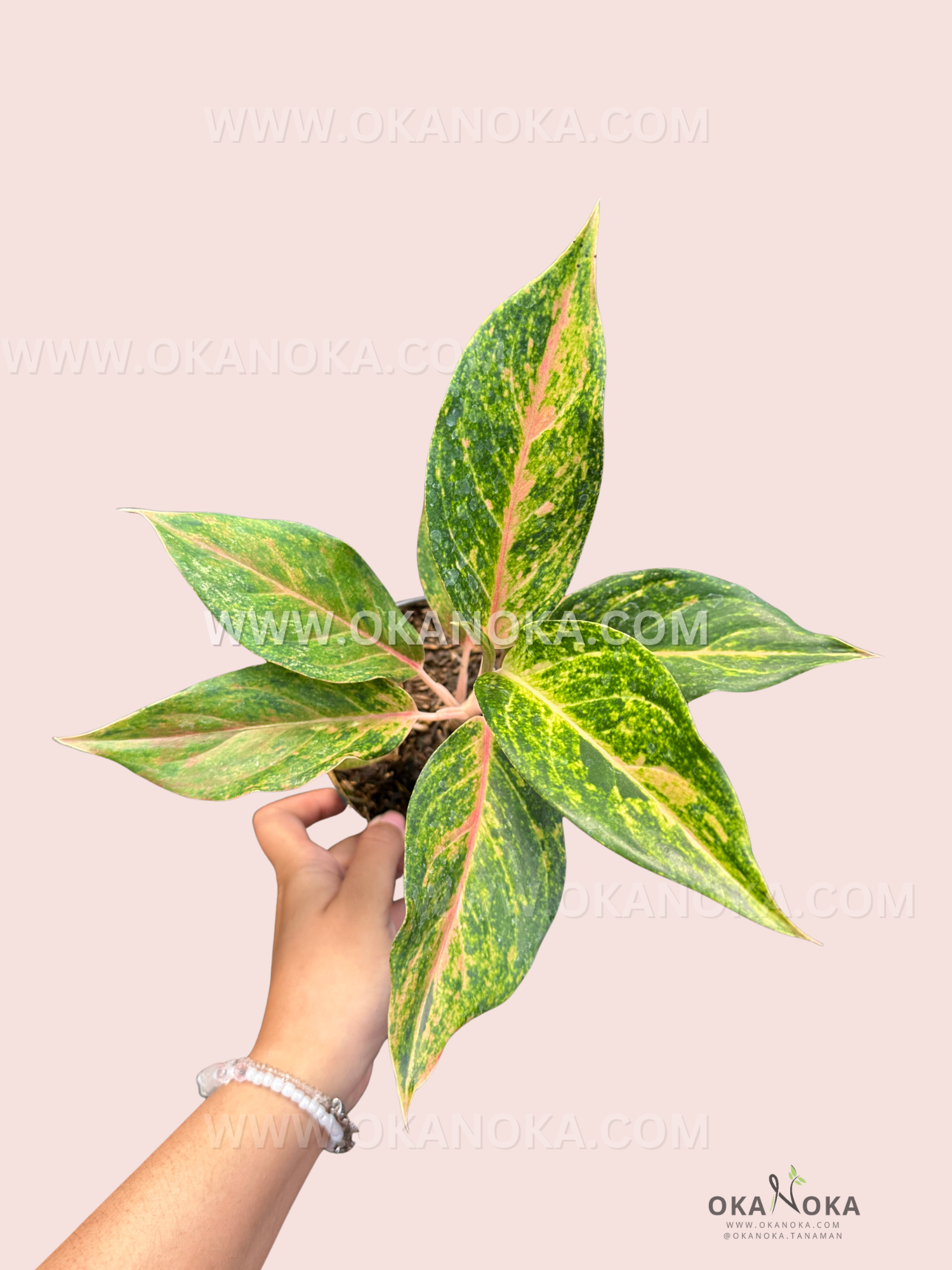 A close-up of Aglaonema Sekar Kemuning showing variegated green and yellow leaves with subtle pink veins in a black pot.