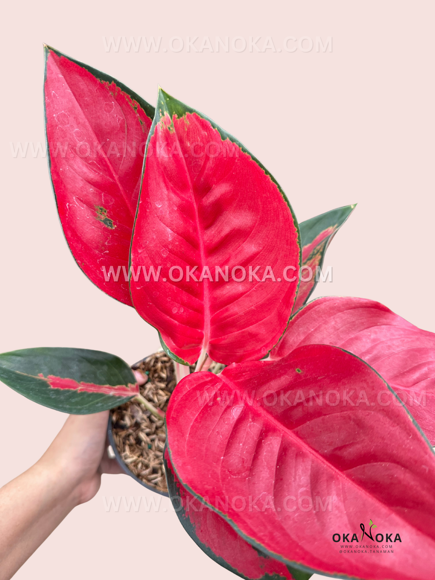 A close-up of Aglaonema Suksom’s intense red leaves with a smooth, waxy texture and green-edged margins, showcasing its striking coloration.