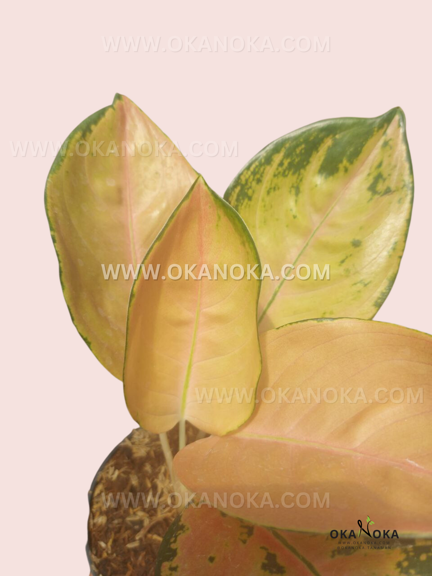 Close-up of Aglaonema Sultan Brunei leaves showing soft peach coloration blended with creamy green variegation.