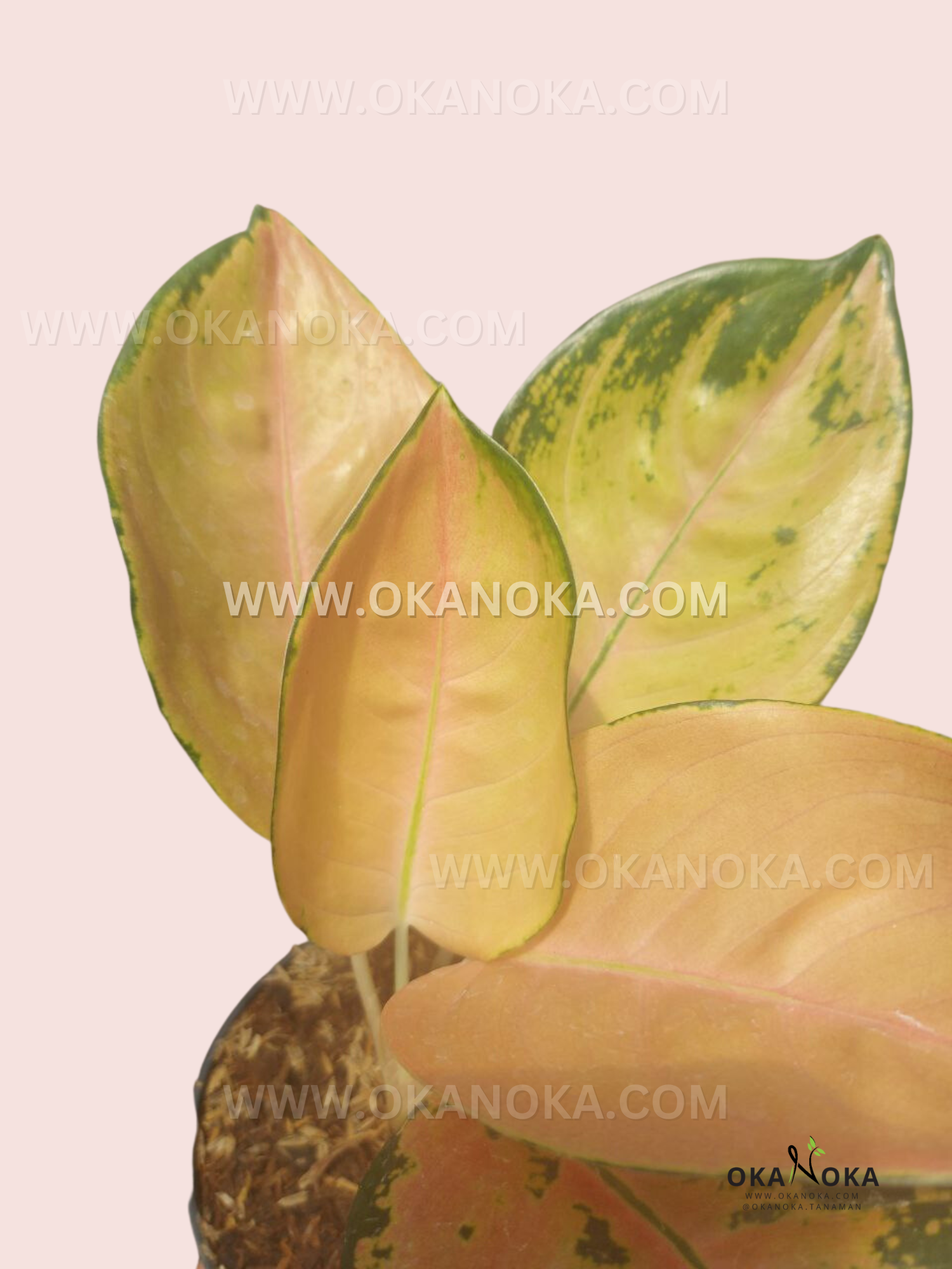 Close-up of Aglaonema Sultan Brunei leaves showing soft peach coloration blended with creamy green variegation.