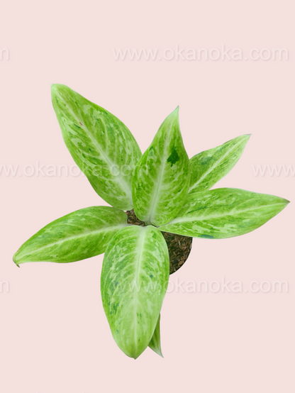 Top view of Aglaonema Sundrop live plant displaying bright lime-green variegated leaves with darker green marbling.