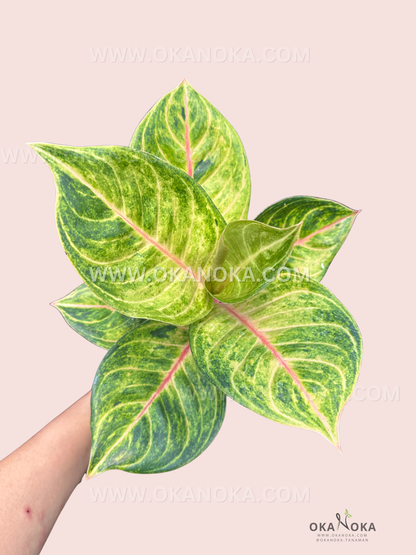 Aglaonema Susan live plant with lush green leaves and light pink variegation held in hand in black nursery pot