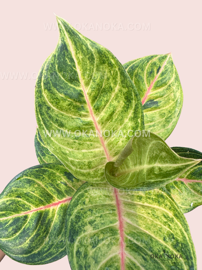 Top view of vibrant Aglaonema Susan with lush green leaves and pink veins.