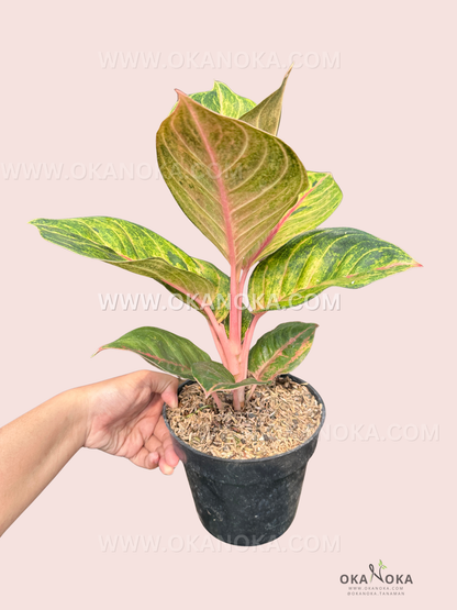 Side view of Aglaonema Susan potted live plant with rich foliage.