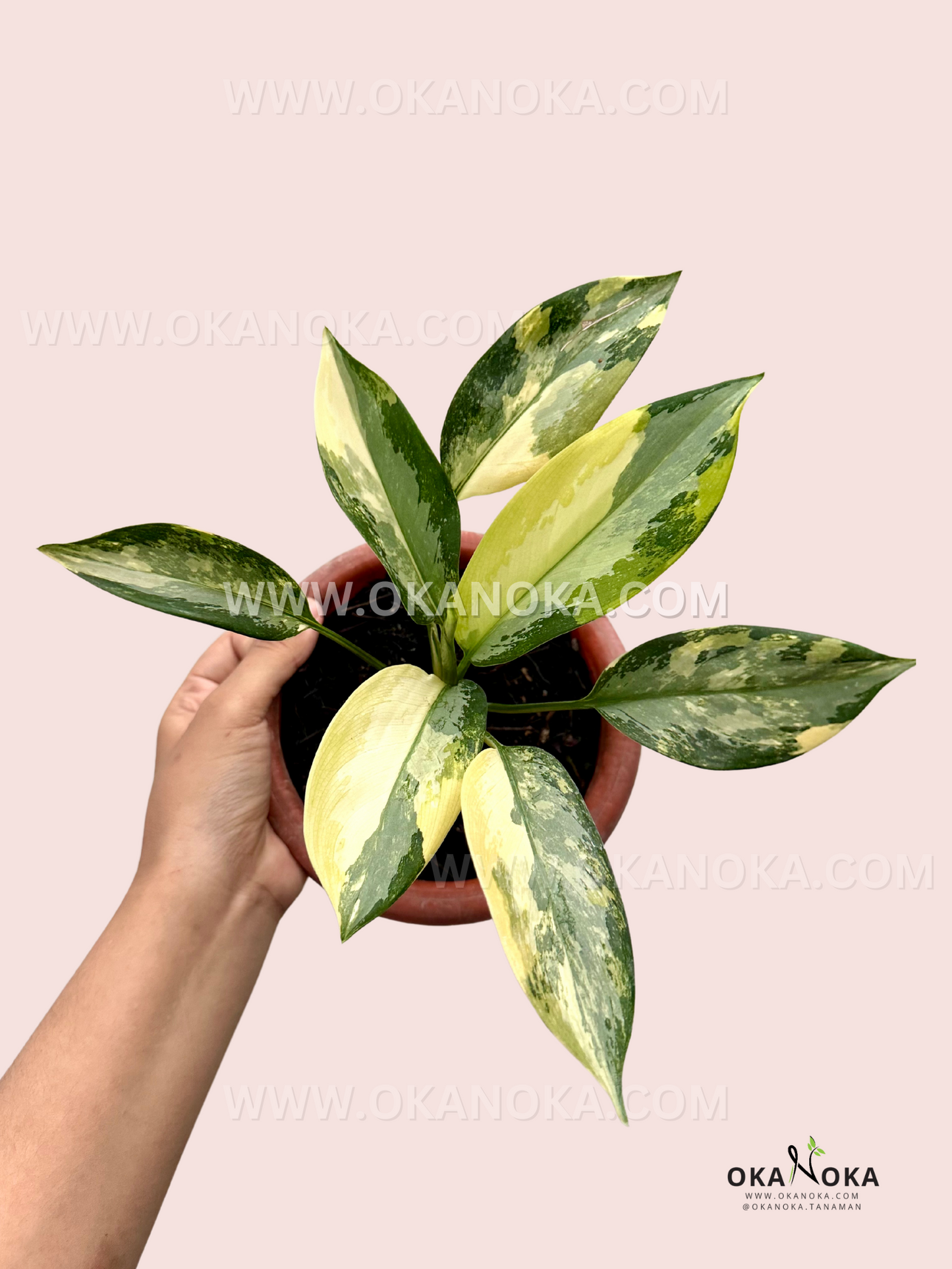 Aglaonema Suwarnabhumi, a rare variegated plant with vibrant golden-green leaves, perfect for collectors. Available at Okanoka.com with worldwide shipping.